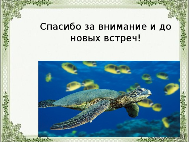 Спасибо за внимание и до новых встреч!