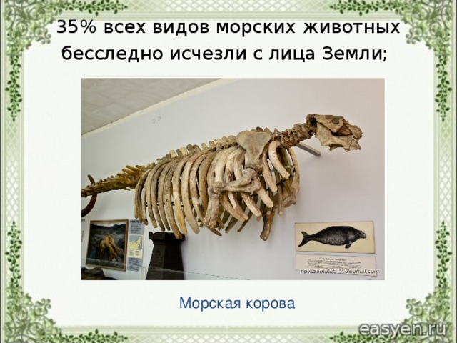 35% всех видов морских животных бесследно исчезли с лица Земли;    Морская корова