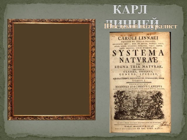 КАРЛ ЛИННЕЙ  Шведский натуралист 