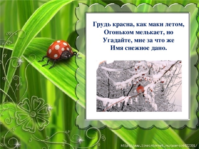 Грудь красна, как маки летом, Огоньком мелькает, но Угадайте, мне за что же Имя снежное дано. 