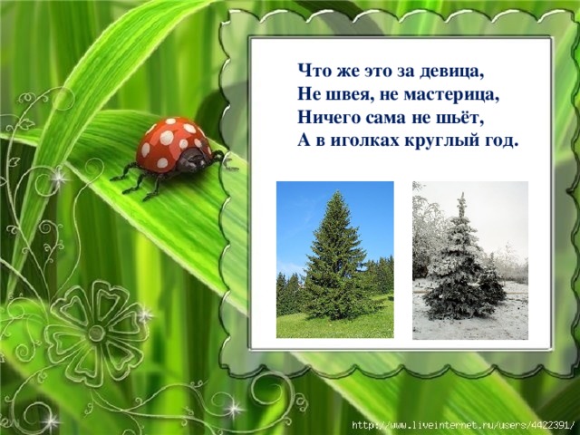 Что же это за девица, Не швея, не мастерица, Ничего сама не шьёт, А в иголках круглый год. 