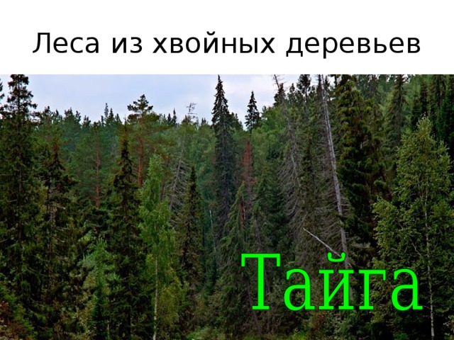 Рисунок леса тайги 4 класс