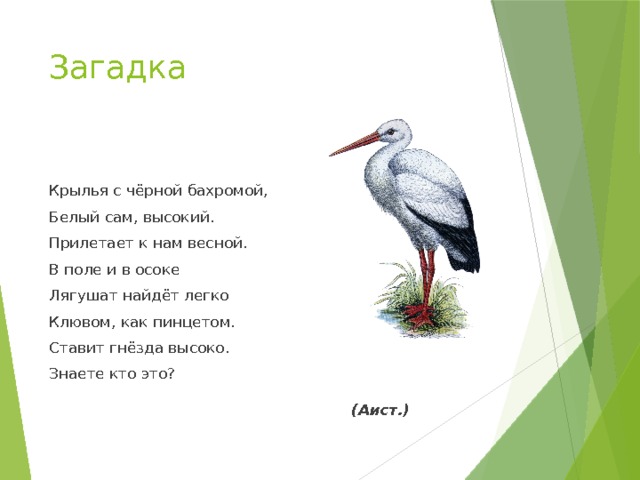 Загадка  Крылья с чёрной бахромой, Белый сам, высокий. Прилетает к нам весной. В поле и в осоке Лягушат найдёт легко Клювом, как пинцетом. Ставит гнёзда высоко. Знаете кто это?   (Аист.) 