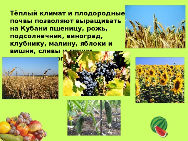 Тёплый климат и плодородные почвы позволяют выращивать на Кубани пшеницу, рожь, подсолнечник, виноград, клубнику, малину, яблоки и вишни, сливы и груши, помидоры и огурцы. 