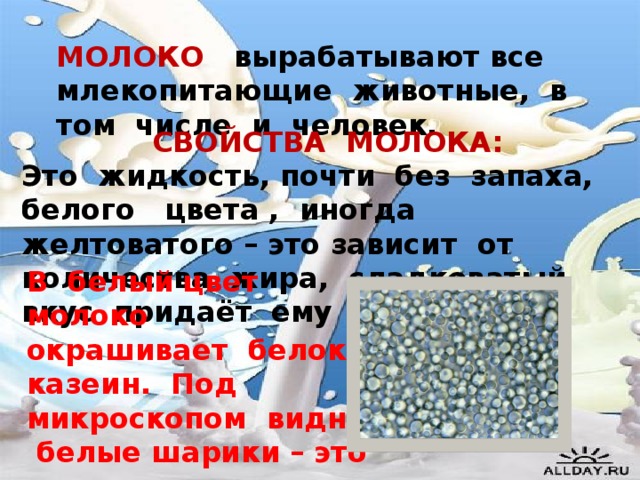 МОЛОКО вырабатывают все млекопитающие животные, в том числе и человек. СВОЙСТВА МОЛОКА: Это жидкость, почти без запаха, белого цвета , иногда желтоватого – это зависит от количества жира, сладковатый вкус придаёт ему лактоза. В белый цвет молоко окрашивает белок казеин. Под микроскопом видны белые шарики – это и есть казеин.  