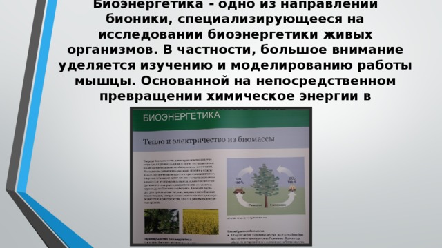 Проект по биологии бионика технический взгляд на живую природу