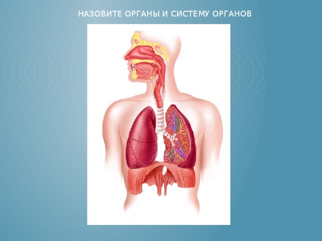 НАЗОВИТЕ ОРГАНЫ И СИСТЕМУ ОРГАНОВ 