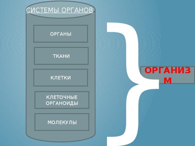 } СИСТЕМЫ ОРГАНОВ ОРГАНЫ ТКАНИ ОРГАНИЗМ КЛЕТКИ КЛЕТОЧНЫЕ ОРГАНОИДЫ МОЛЕКУЛЫ 