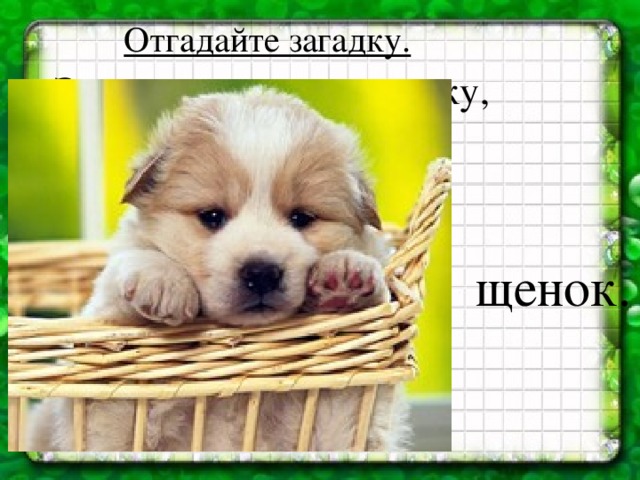 Отгадайте загадку. Этот зверь, увидев кошку,  Громко лает у окошка.  Вечно крутится у ног  Рыжий в пятнышках щенок.