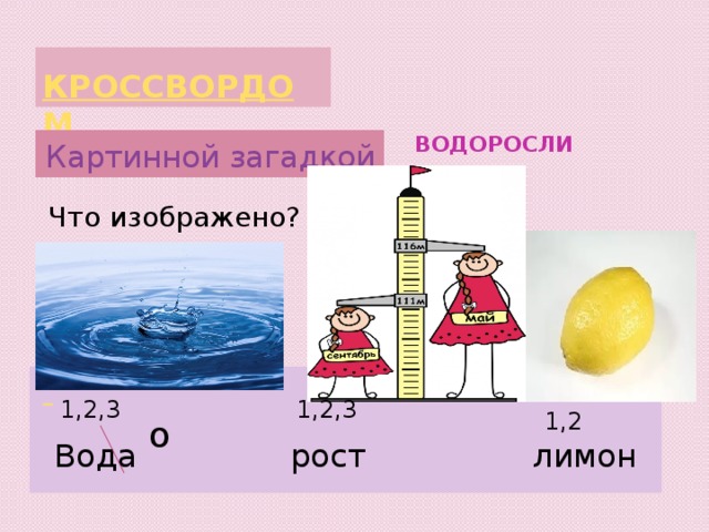 кроссвордом ВОДОРОСЛИ Картинной загадкой Что изображено?  1,2,3 1,2,3 1,2 о Вода рост лимон