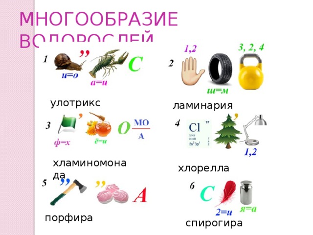 МНОГООБРАЗИЕ ВОДОРОСЛЕЙ улотрикс ламинария хламиномонада хлорелла порфира спирогира