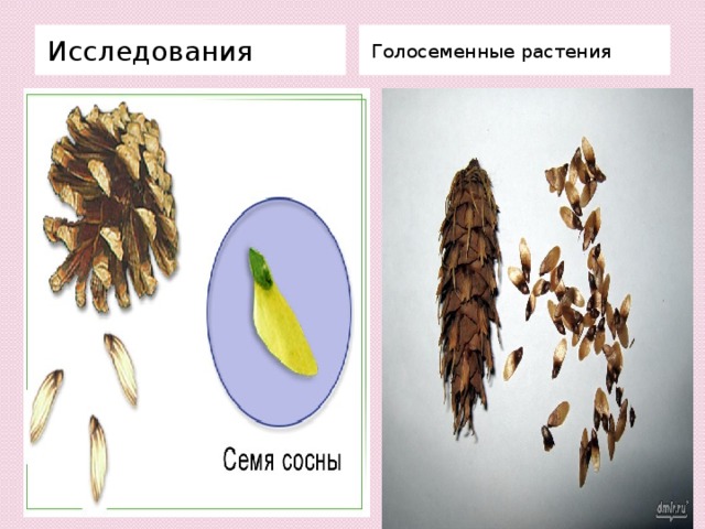 Исследования Голосеменные растения