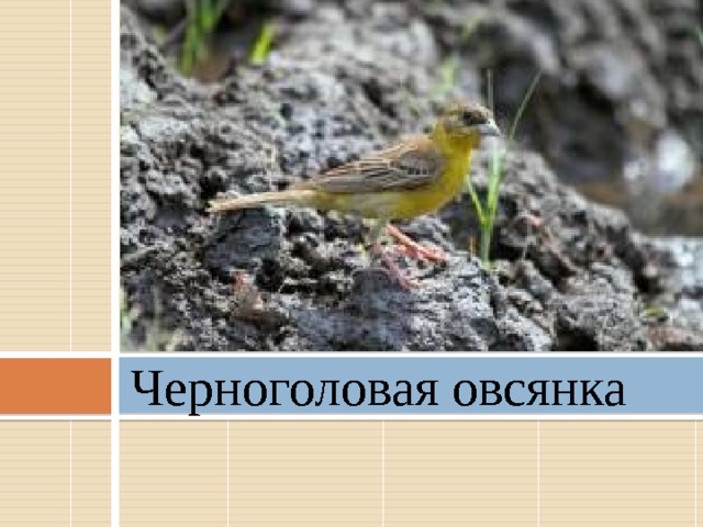 Черноголовая овсянка 