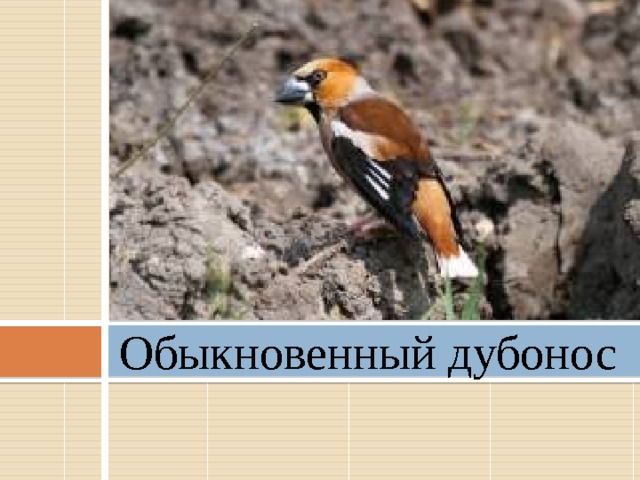 Обыкновенный дубонос   
