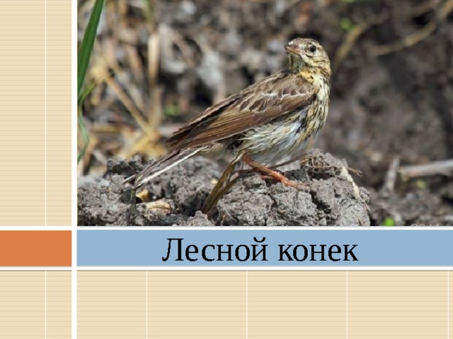Лесной конек   