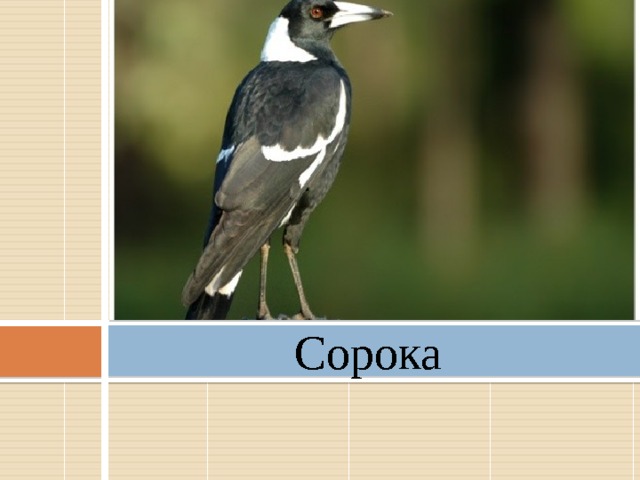 Сорока 