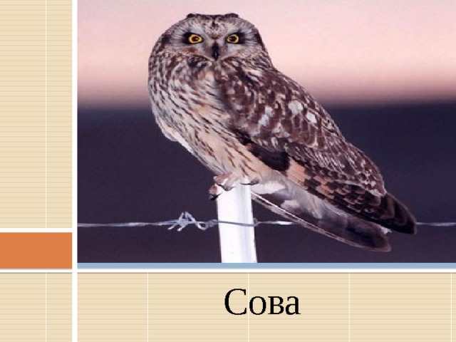 Сова 