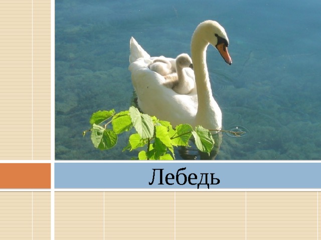 Лебедь 