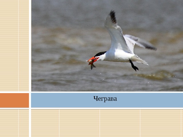 Чеграва   