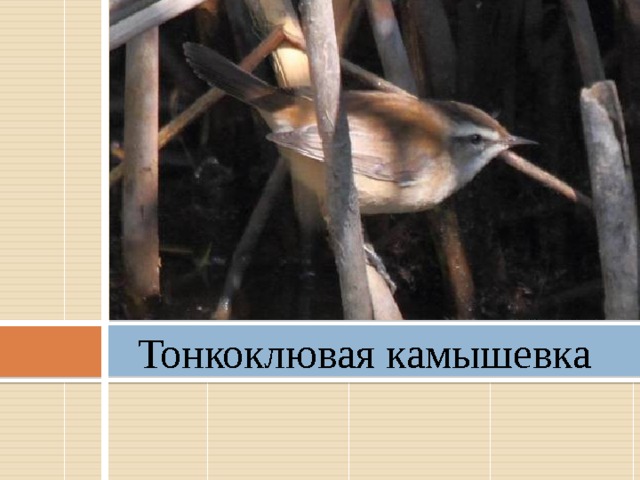 Тонкоклювая камышевка   