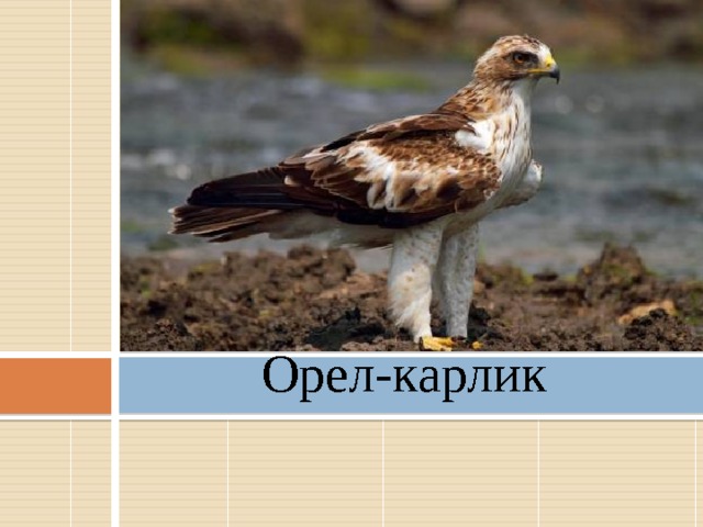 Орел-карлик   