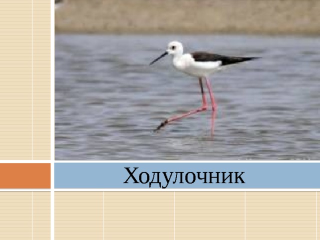 Ходулочник   