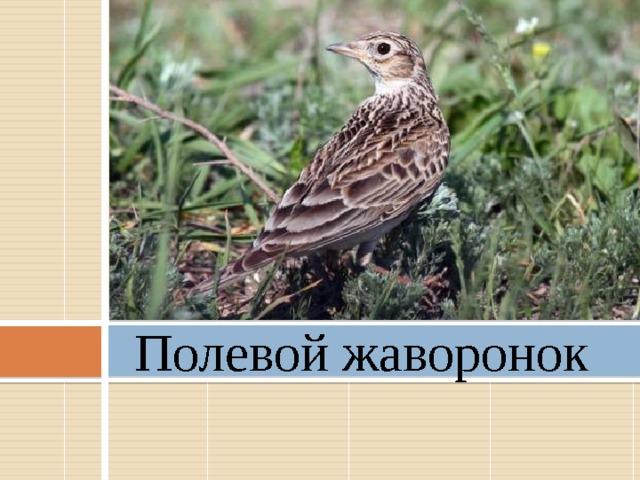 Полевой жаворонок 