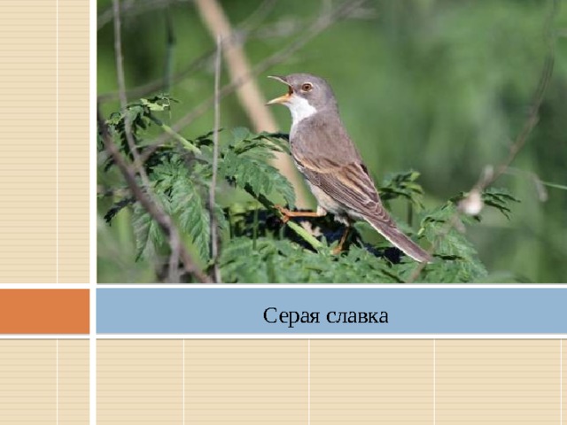 Серая славка   