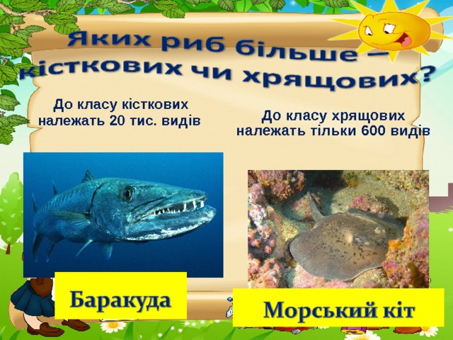 До класу кісткових належать 20 тис. видів До класу хрящових належать тільки 600 видів 