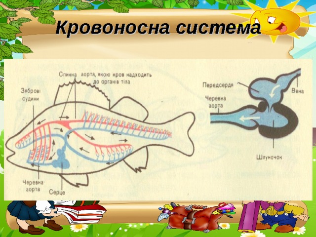 Кровоносна система 