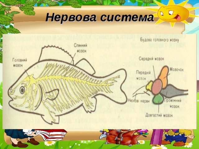 Нервова система 