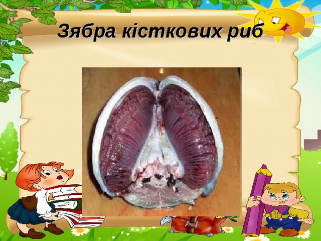 Зябра кісткових риб 
