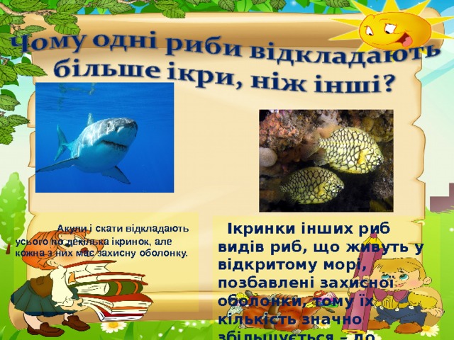  Акули і скати відкладають усього по декілька ікринок, але кожна з них має захисну оболонку.  Ікринки інших риб видів риб, що живуть у відкритому морі, позбавлені захисної оболонки, тому їх кількість значно збільшується – до півмільйона. 