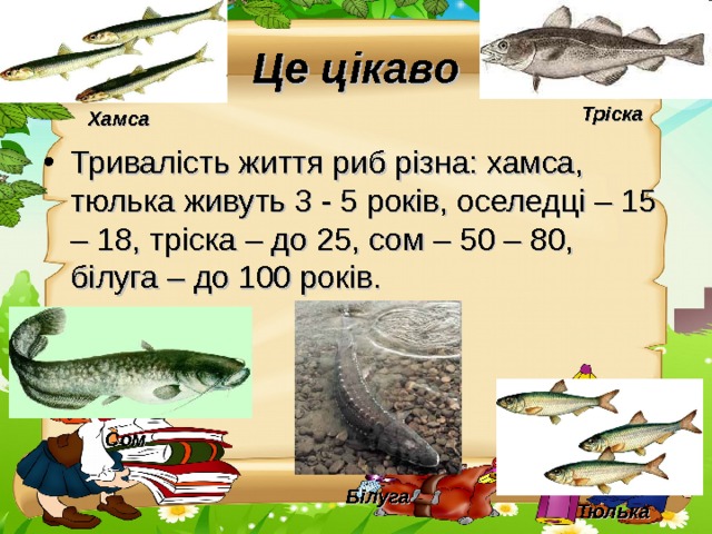 Це цікаво Тріска Хамса Тривалість життя риб різна: хамса, тюлька живуть 3 - 5 років, оселедці – 15 – 18, тріска – до 25, сом – 50 – 80, білуга – до 100 років. Сом Білуга Тюлька 