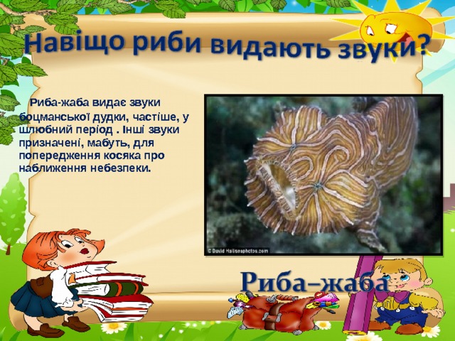  Риба-жаба видає звуки боцманської дудки, частіше, у шлюбний період . Інші звуки призначені, мабуть, для попередження косяка про наближення небезпеки. 
