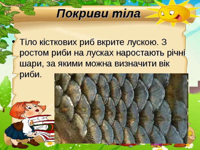 Покриви тіла  Тіло кісткових риб вкрите лускою. З ростом риби на лусках наростають річні шари, за якими можна визначити вік риби. 