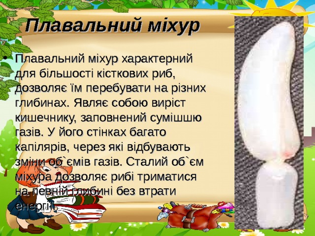 Плавальний міхур Плавальний міхур характерний для більшості кісткових риб, дозволяє їм перебувати на різних глибинах. Являє собою виріст кишечнику, заповнений сумішшю газів. У його стінках багато капілярів, через які відбувають зміни об ` ємів газів. Сталий об ` єм міхура дозволяє рибі триматися на певній глибині без втрати енергії. 