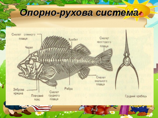 Опорно-рухова система 