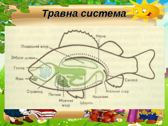 Травна система 