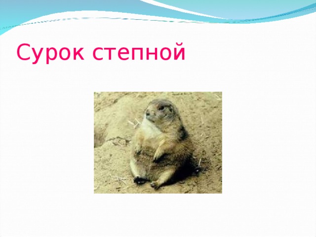 Сурок степной 