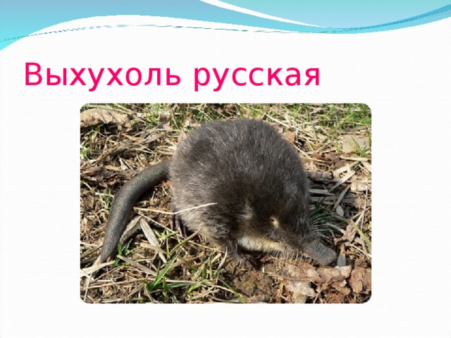 Выхухоль русская 