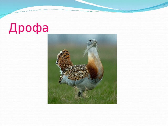 Дрофа 