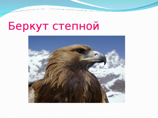 Беркут степной 