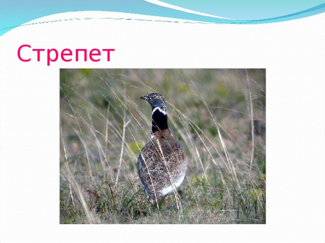 Стрепет 