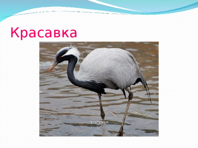 Красавка 