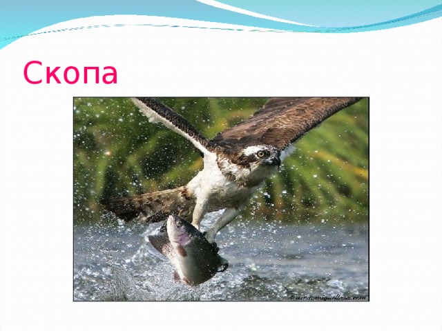 Скопа 