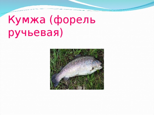 Кумжа (форель ручьевая) 