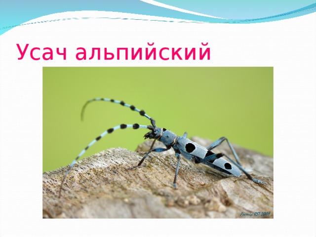 Усач альпийский 