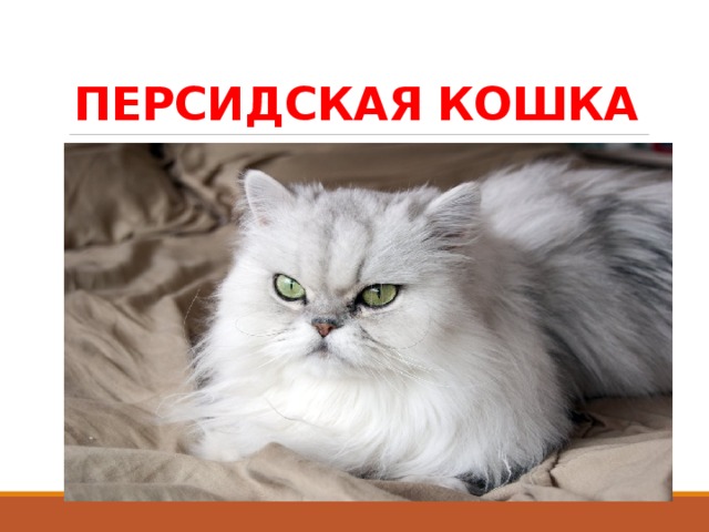 ПЕРСИДСКАЯ КОШКА 