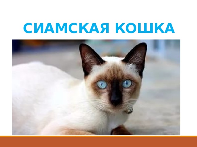 СИАМСКАЯ КОШКА 